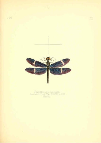 Reproducción/Reproduction 6025820859: Aid to the identification of insects. v.1. London :E.W. Janson,1880-90