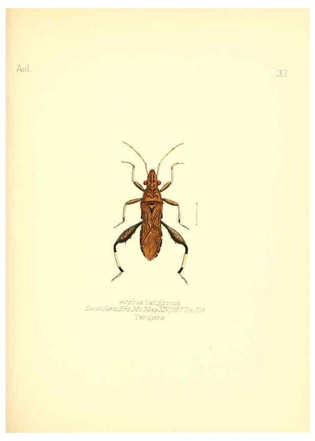 Reproducción/Reproduction 6025821083: Aid to the identification of insects. v.1. London :E.W. Janson,1880-90
