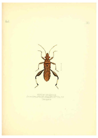 Reproducción/Reproduction 6025821083: Aid to the identification of insects. v.1. London :E.W. Janson,1880-90