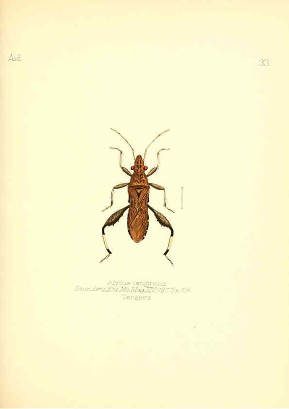 Reproducción/Reproduction 6025821083: Aid to the identification of insects. v.1. London :E.W. Janson,1880-90