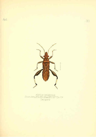 Reproducción/Reproduction 6025821083: Aid to the identification of insects. v.1. London :E.W. Janson,1880-90