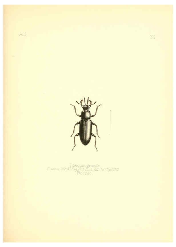 Reproducción/Reproduction 6025821423: Aid to the identification of insects. v.1. London :E.W. Janson,1880-90