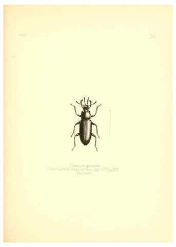 Reproducción/Reproduction 6025821423: Aid to the identification of insects. v.1. London :E.W. Janson,1880-90