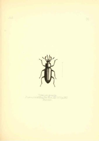 Reproducción/Reproduction 6025821423: Aid to the identification of insects. v.1. London :E.W. Janson,1880-90