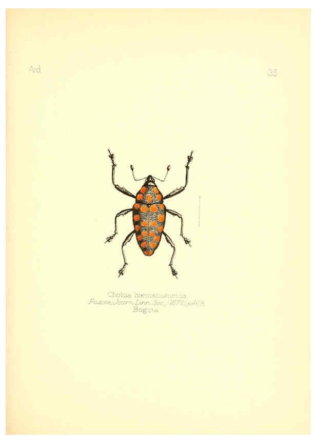 Reproducción/Reproduction 6026378560: Aid to the identification of insects. v.1. London :E.W. Janson,1880-90