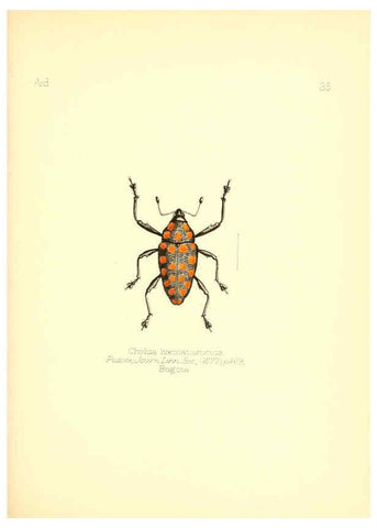Reproducción/Reproduction 6026378560: Aid to the identification of insects. v.1. London :E.W. Janson,1880-90