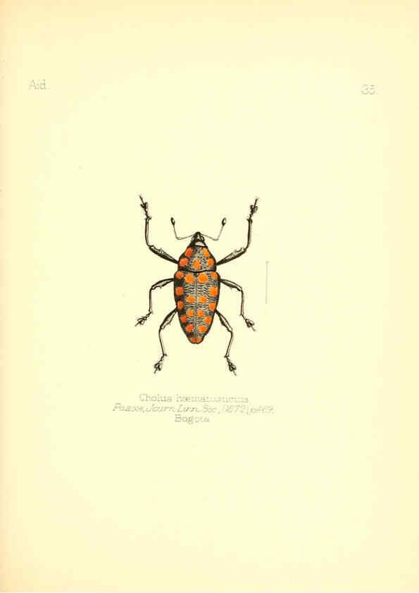 Reproducción/Reproduction 6026378560: Aid to the identification of insects. v.1. London :E.W. Janson,1880-90