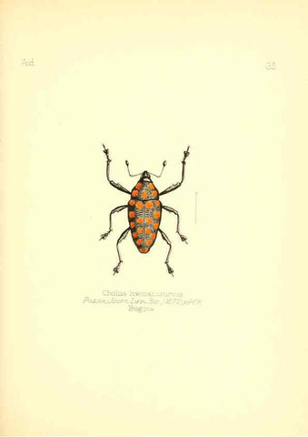 Reproducción/Reproduction 6026378560: Aid to the identification of insects. v.1. London :E.W. Janson,1880-90