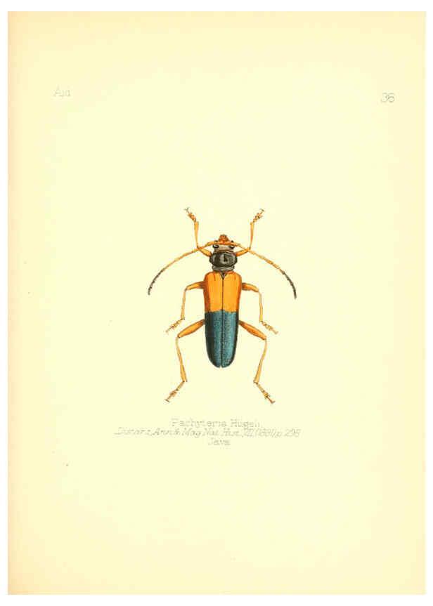 Reproducción/Reproduction 6025821967: Aid to the identification of insects. v.1. London :E.W. Janson,1880-90