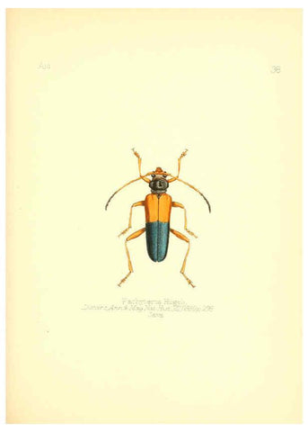 Reproducción/Reproduction 6025821967: Aid to the identification of insects. v.1. London :E.W. Janson,1880-90