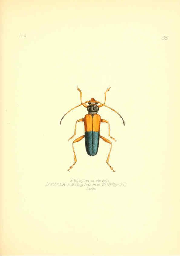 Reproducción/Reproduction 6025821967: Aid to the identification of insects. v.1. London :E.W. Janson,1880-90