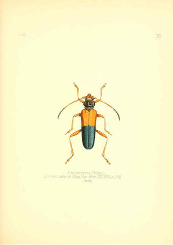 Reproducción/Reproduction 6025821967: Aid to the identification of insects. v.1. London :E.W. Janson,1880-90