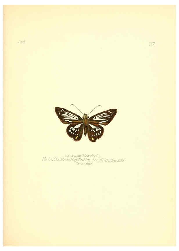 Reproducción/Reproduction 6026379016: Aid to the identification of insects. v.1. London :E.W. Janson,1880-90