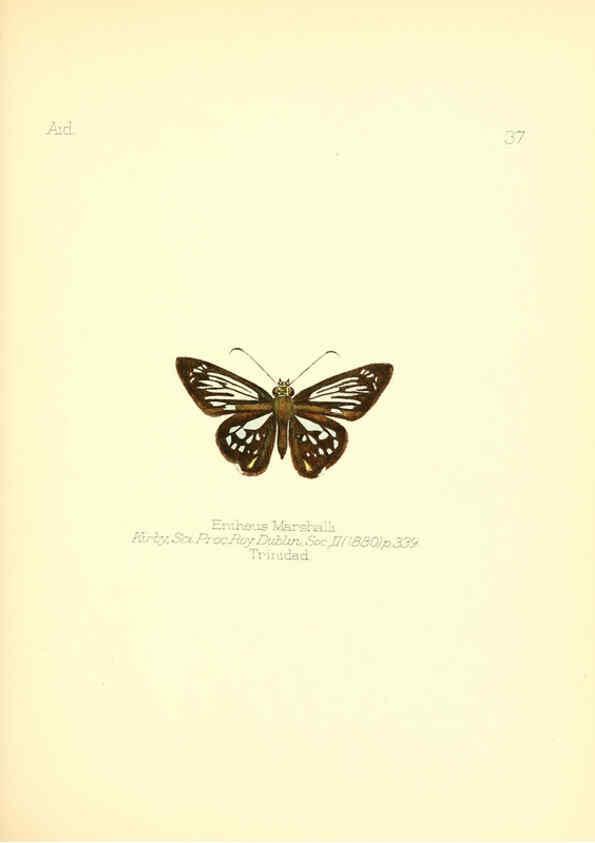 Reproducción/Reproduction 6026379016: Aid to the identification of insects. v.1. London :E.W. Janson,1880-90