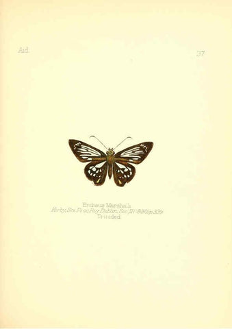 Reproducción/Reproduction 6026379016: Aid to the identification of insects. v.1. London :E.W. Janson,1880-90