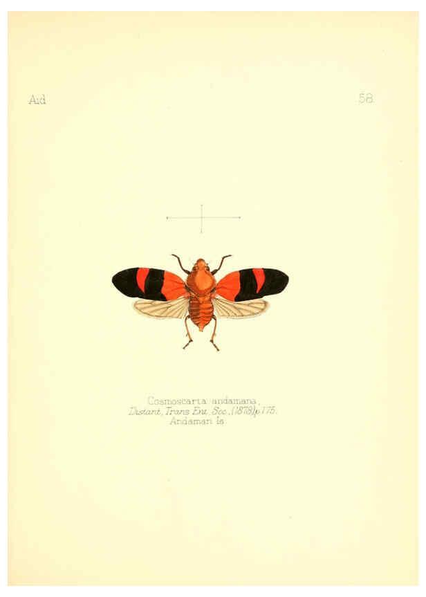 Reproducción/Reproduction 6025828083: Aid to the identification of insects. v.1. London :E.W. Janson,1880-90