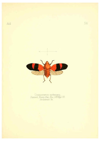 Reproducción/Reproduction 6025828083: Aid to the identification of insects. v.1. London :E.W. Janson,1880-90