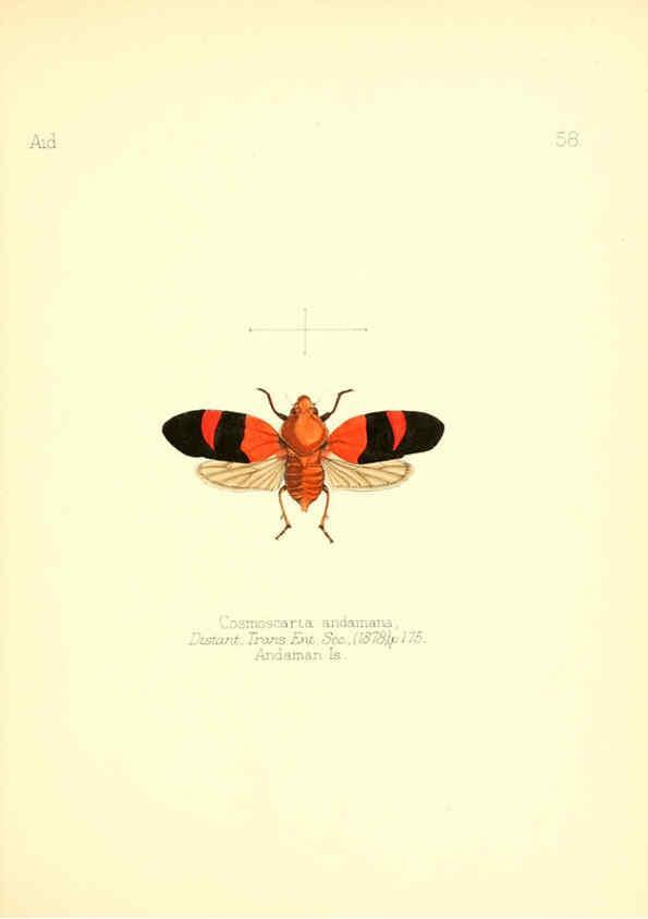 Reproducción/Reproduction 6025828083: Aid to the identification of insects. v.1. London :E.W. Janson,1880-90