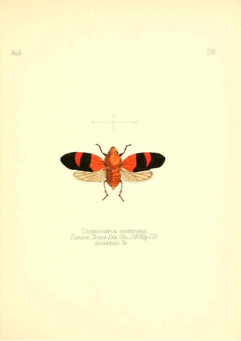 Reproducción/Reproduction 6025828083: Aid to the identification of insects. v.1. London :E.W. Janson,1880-90
