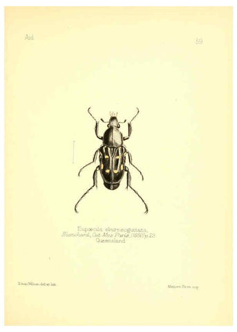 Reproducción/Reproduction 6026385226: Aid to the identification of insects. v.1. London :E.W. Janson,1880-90