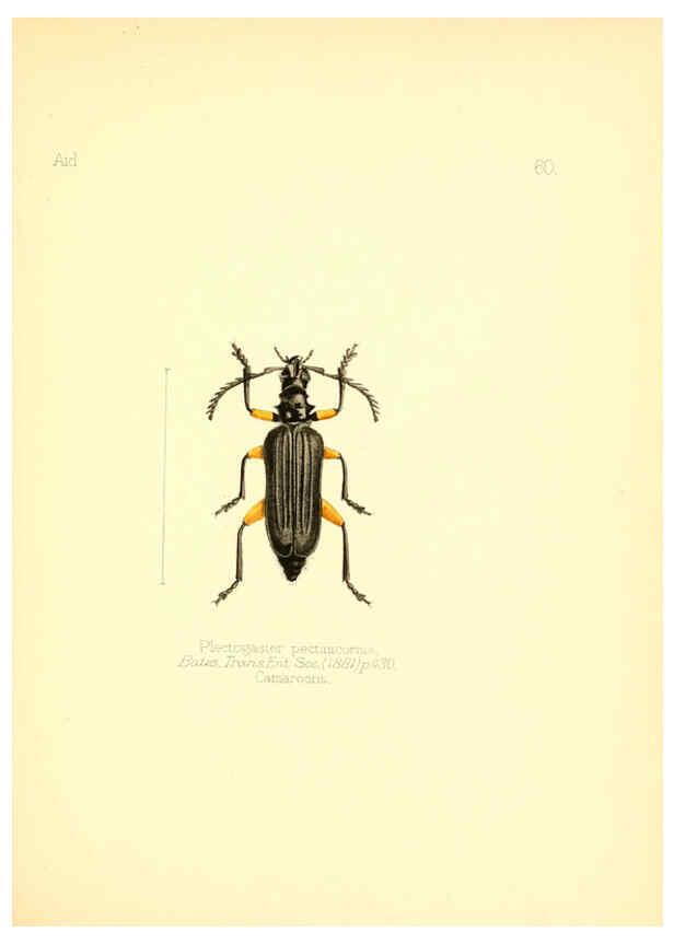 Reproducción/Reproduction 6026385560: Aid to the identification of insects. v.1. London :E.W. Janson,1880-90