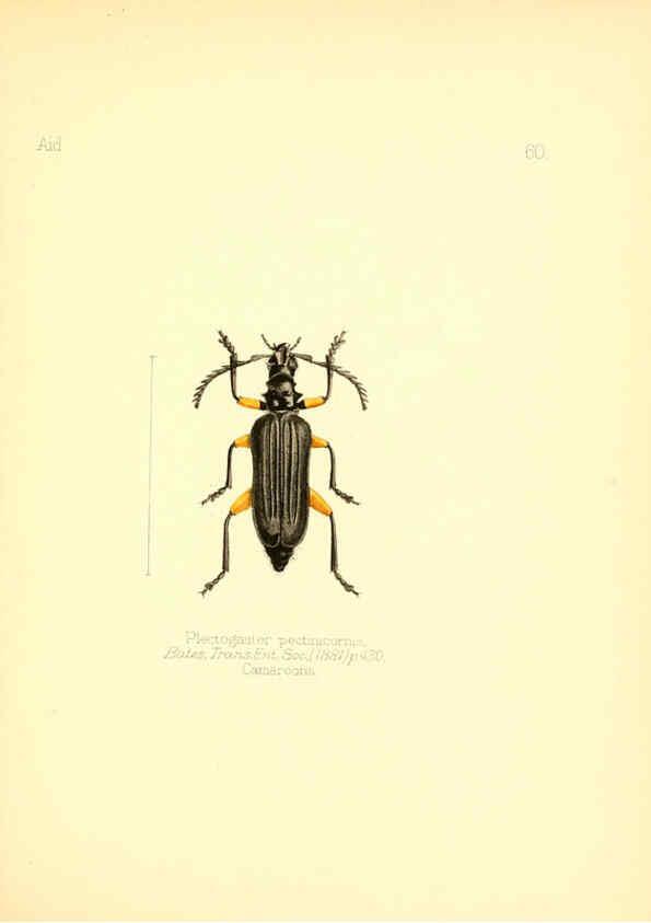 Reproducción/Reproduction 6026385560: Aid to the identification of insects. v.1. London :E.W. Janson,1880-90