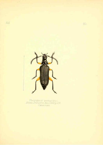 Reproducción/Reproduction 6026385560: Aid to the identification of insects. v.1. London :E.W. Janson,1880-90
