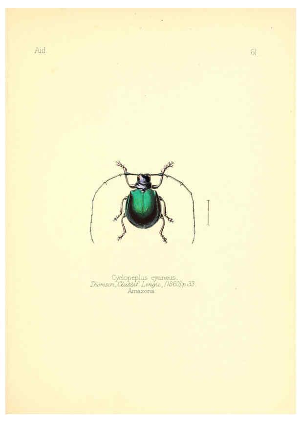 Reproducción/Reproduction 6026385918: Aid to the identification of insects. v.1. London :E.W. Janson,1880-90