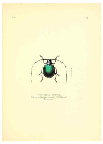 Reproducción/Reproduction 6026385918: Aid to the identification of insects. v.1. London :E.W. Janson,1880-90