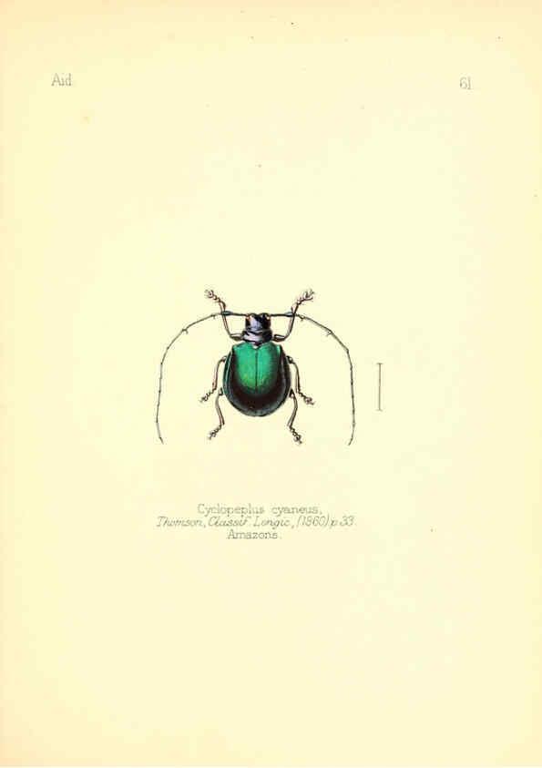 Reproducción/Reproduction 6026385918: Aid to the identification of insects. v.1. London :E.W. Janson,1880-90
