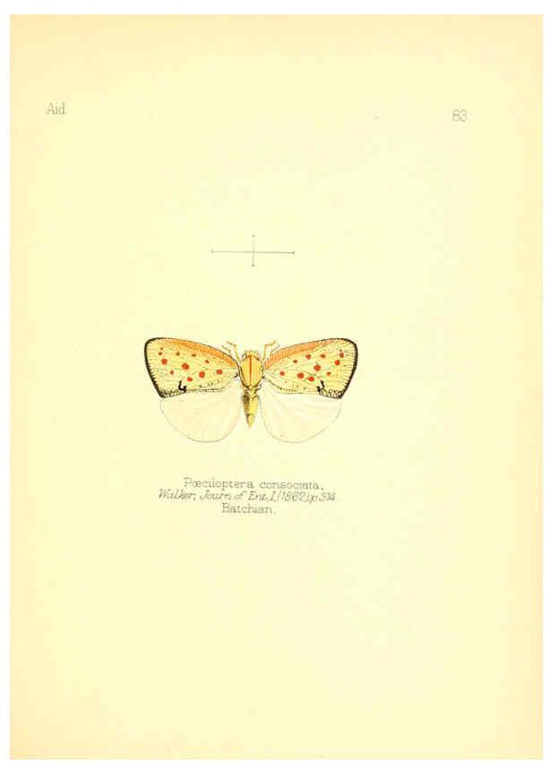 Reproducción/Reproduction 6026391952: Aid to the identification of insects. v.1. London :E.W. Janson,1880-90