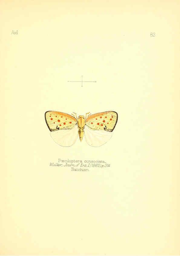 Reproducción/Reproduction 6026391952: Aid to the identification of insects. v.1. London :E.W. Janson,1880-90