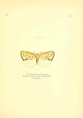 Reproducción/Reproduction 6026391952: Aid to the identification of insects. v.1. London :E.W. Janson,1880-90