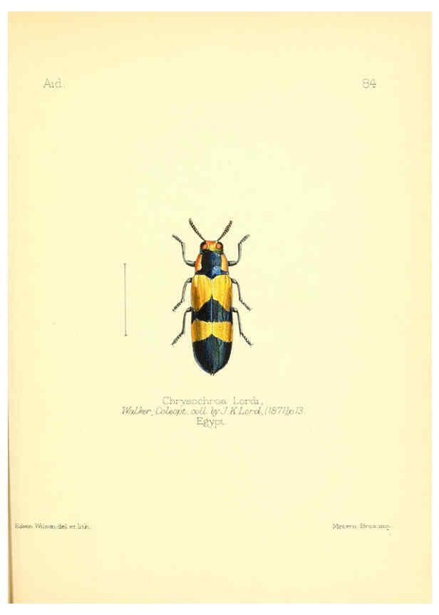 Reproducción/Reproduction 6025835703: Aid to the identification of insects. v.1. London :E.W. Janson,1880-90