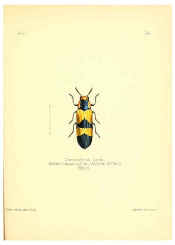 Reproducción/Reproduction 6025835703: Aid to the identification of insects. v.1. London :E.W. Janson,1880-90
