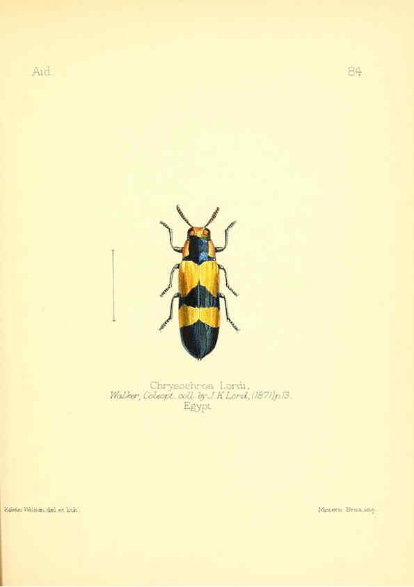Reproducción/Reproduction 6025835703: Aid to the identification of insects. v.1. London :E.W. Janson,1880-90
