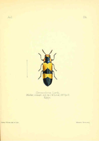 Reproducción/Reproduction 6025835703: Aid to the identification of insects. v.1. London :E.W. Janson,1880-90
