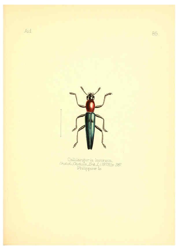 Reproducción/Reproduction 6026392522: Aid to the identification of insects. v.1. London :E.W. Janson,1880-90