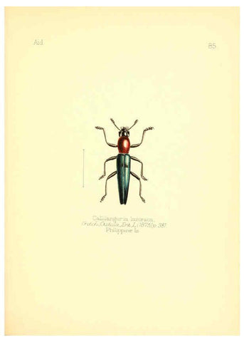 Reproducción/Reproduction 6026392522: Aid to the identification of insects. v.1. London :E.W. Janson,1880-90