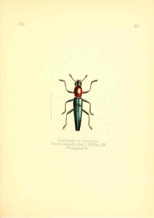 Reproducción/Reproduction 6026392522: Aid to the identification of insects. v.1. London :E.W. Janson,1880-90