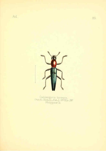 Reproducción/Reproduction 6026392522: Aid to the identification of insects. v.1. London :E.W. Janson,1880-90