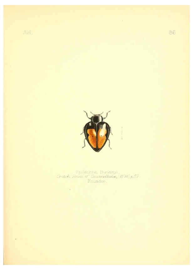 Reproducción/Reproduction 6025836311: Aid to the identification of insects. v.1. London :E.W. Janson,1880-90