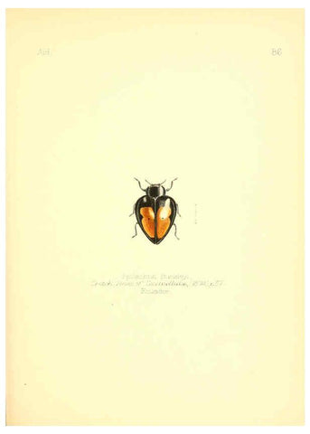 Reproducción/Reproduction 6025836311: Aid to the identification of insects. v.1. London :E.W. Janson,1880-90
