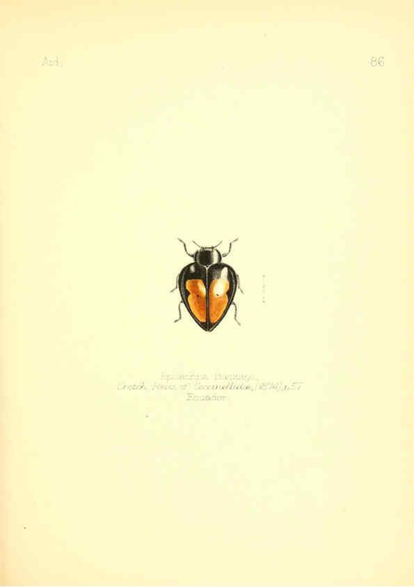 Reproducción/Reproduction 6025836311: Aid to the identification of insects. v.1. London :E.W. Janson,1880-90
