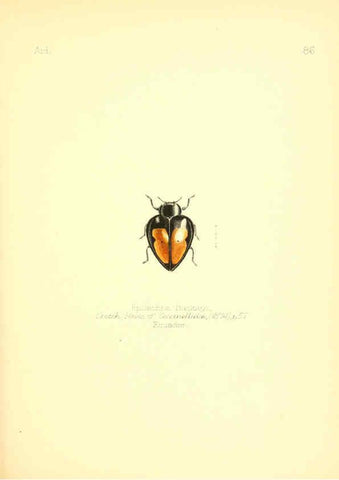 Reproducción/Reproduction 6025836311: Aid to the identification of insects. v.1. London :E.W. Janson,1880-90