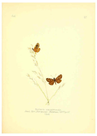 Reproducción/Reproduction 6025836637: Aid to the identification of insects. v.1. London :E.W. Janson,1880-90