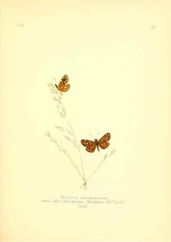 Reproducción/Reproduction 6025836637: Aid to the identification of insects. v.1. London :E.W. Janson,1880-90