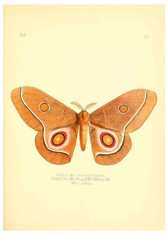 Reproducción/Reproduction 6026393418: Aid to the identification of insects. v.1. London :E.W. Janson,1880-90