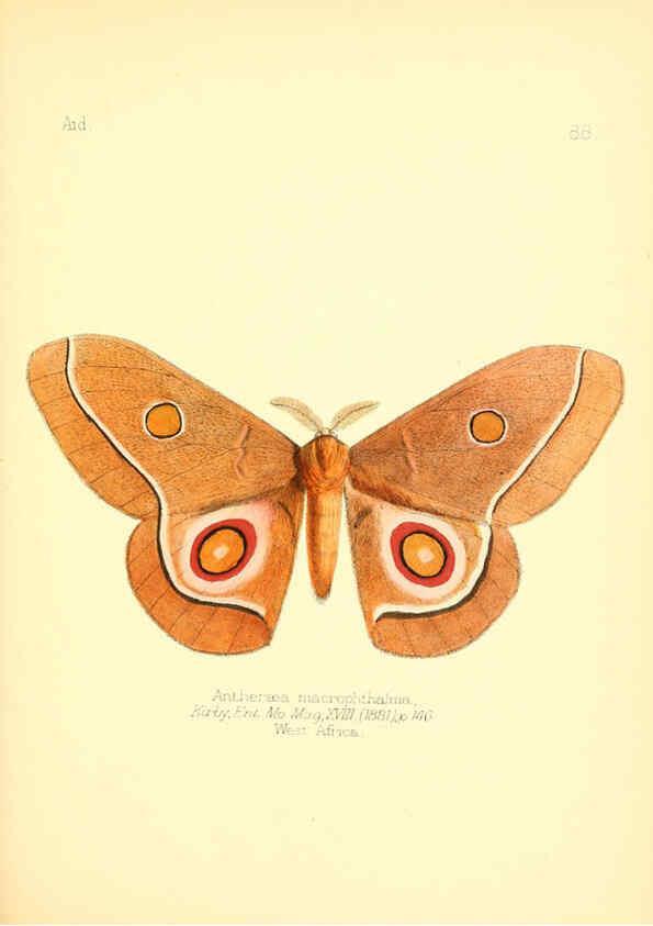 Reproducción/Reproduction 6026393418: Aid to the identification of insects. v.1. London :E.W. Janson,1880-90