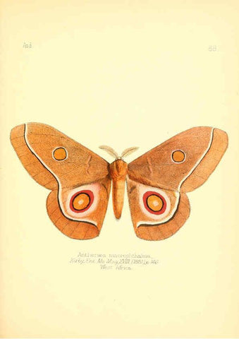 Reproducción/Reproduction 6026393418: Aid to the identification of insects. v.1. London :E.W. Janson,1880-90